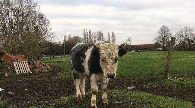 Nord : A-t-on affaire à une « ferme de l’horreur » à Wambrechies ? Pas pour l'administration
